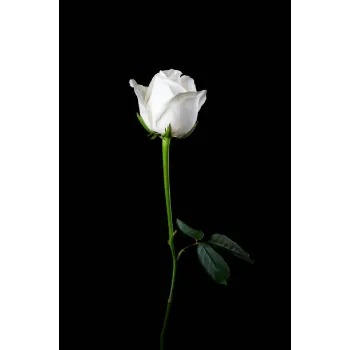 White Rose 